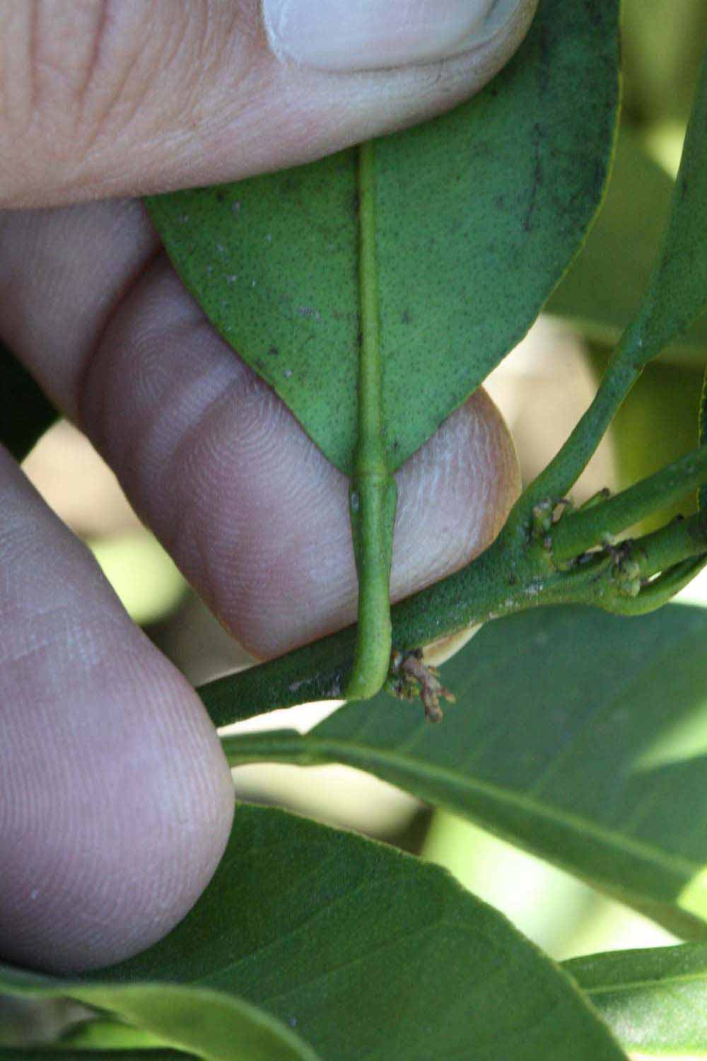              Petiole (Riverside, CA)       